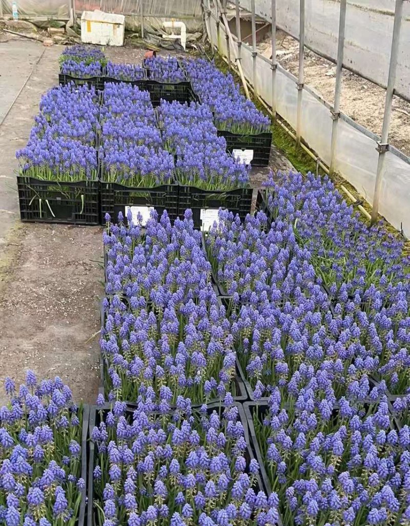 風(fēng)信子 風(fēng)信子