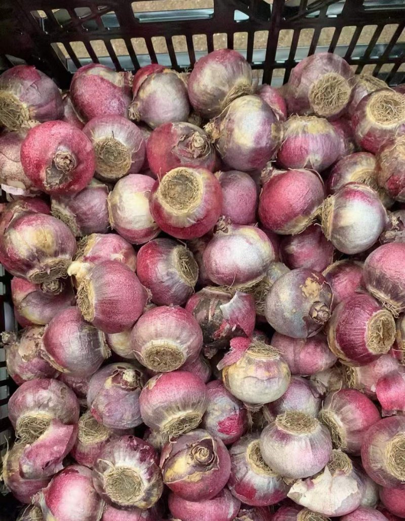 風(fēng)信子 風(fēng)信子