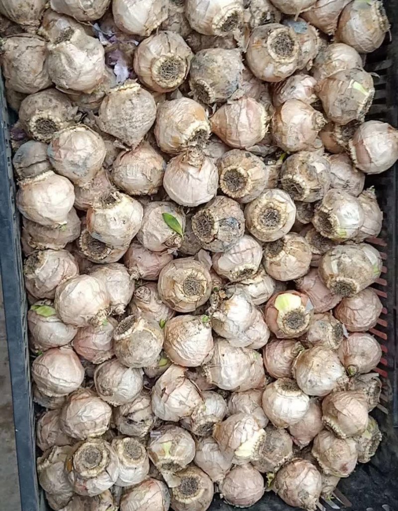 風(fēng)信子 風(fēng)信子