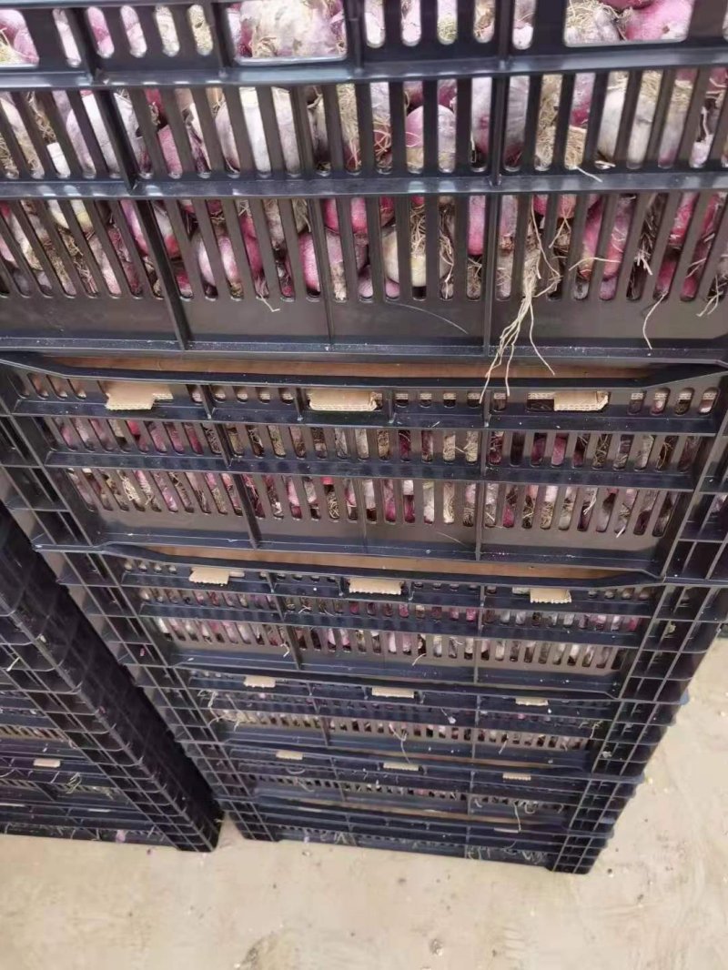 風(fēng)信子 風(fēng)信子