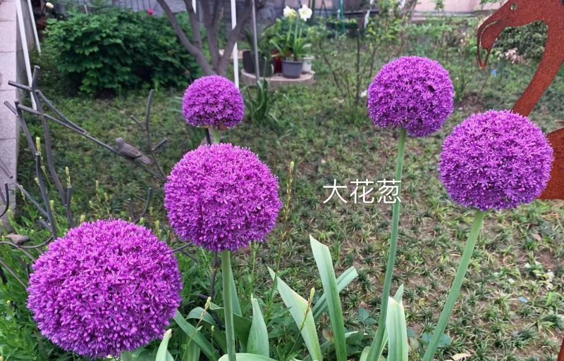 采收<a href='http://www.njszjj.com/caohuazhongzi/1035.html' target='_blank'>大花蔥種球</a>
