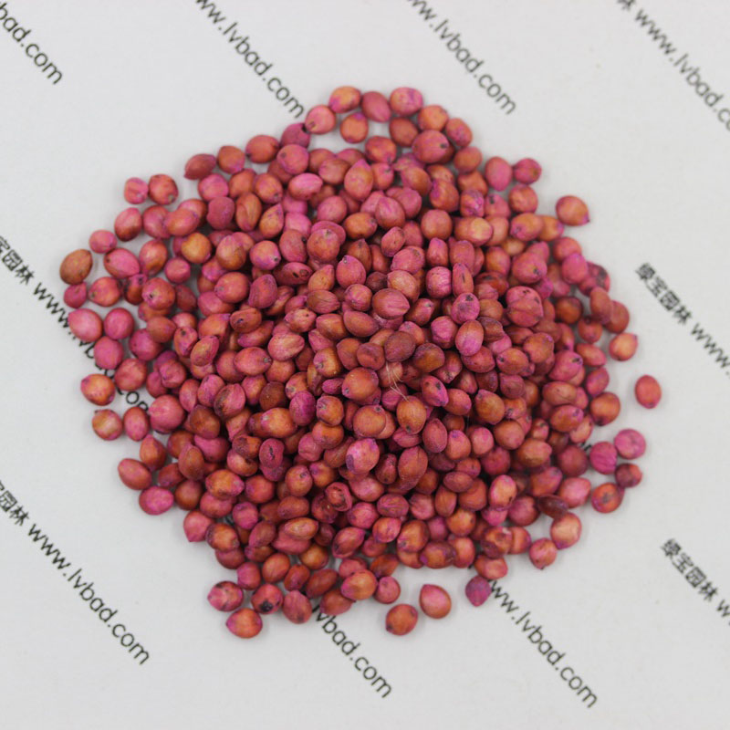 <a href='http://www.njszjj.com/mucaozhongzi/4.html' target='_blank'>高丹草</a><a href='http://www.njszjj.com/' target='_blank'>種子</a>