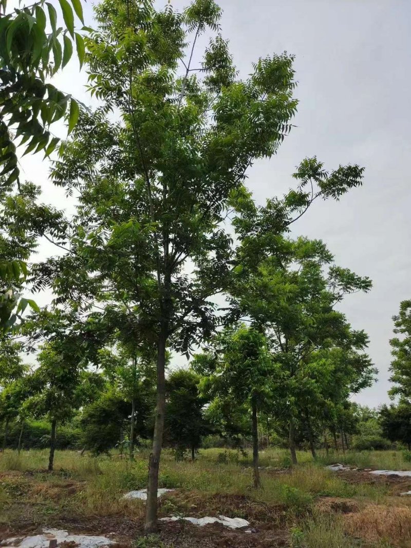 核<a href='http://www.njszjj.com/linmuzhongzi/1723.html' target='_blank'>桃樹(shù)</a>