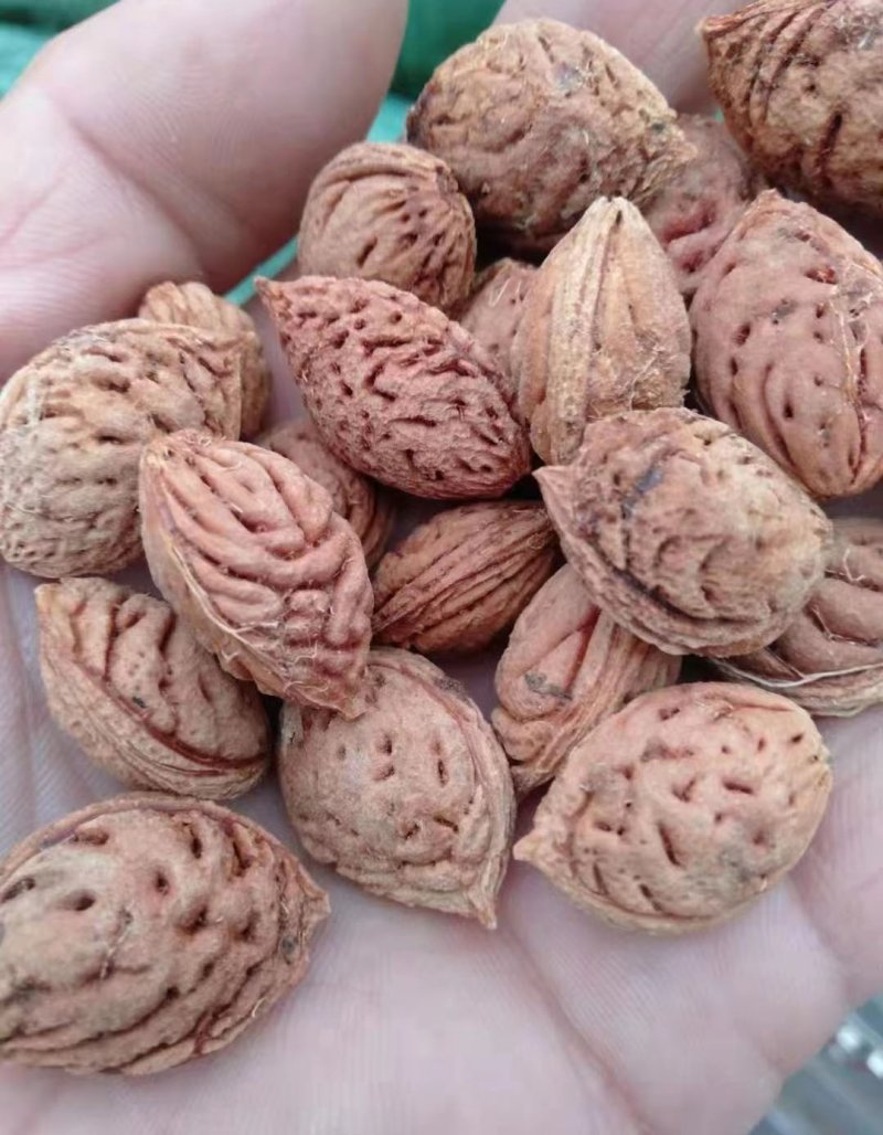 <a href='http://www.njszjj.com/guoshuzhongzi/1877.html' target='_blank'>毛桃種子</a>
