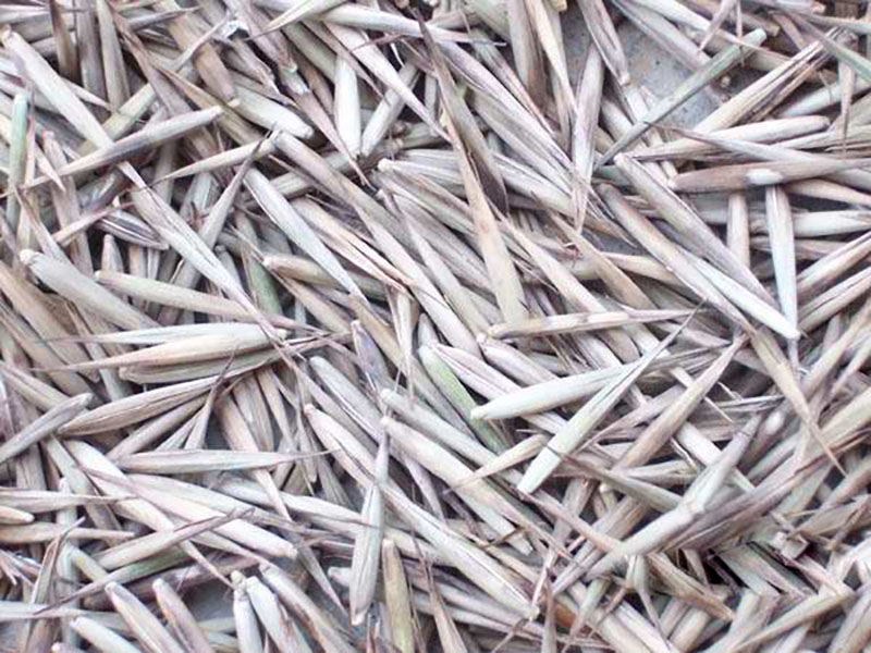 竹子<a href='http://www.njszjj.com/' target='_blank'>種子</a>
