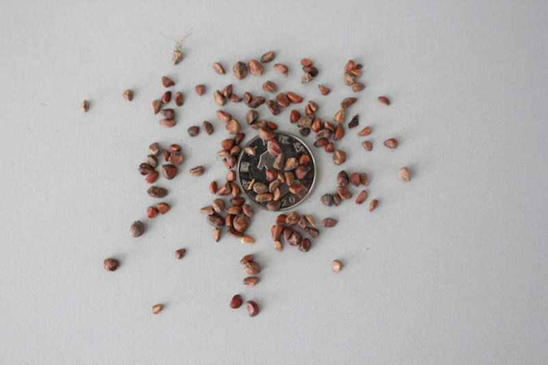 <a href='http://www.njszjj.com/linmuzhongzi/1700.html' target='_blank'>月季花種子</a>和一元硬幣對比圖片