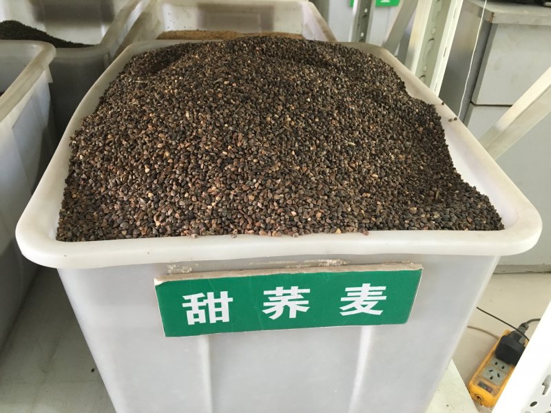 蕎麥<a href='http://www.njszjj.com/' target='_blank'>種子</a>