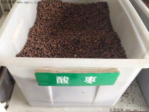 <a href='http://www.njszjj.com/guoshuzhongzi/1883.html' target='_blank'>酸棗</a><a href='http://www.njszjj.com/' target='_blank'>種子</a>圖片
