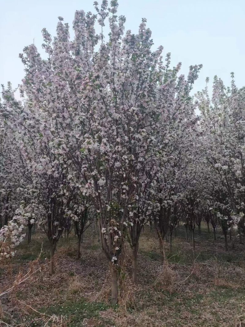 西府海棠春季開(kāi)花