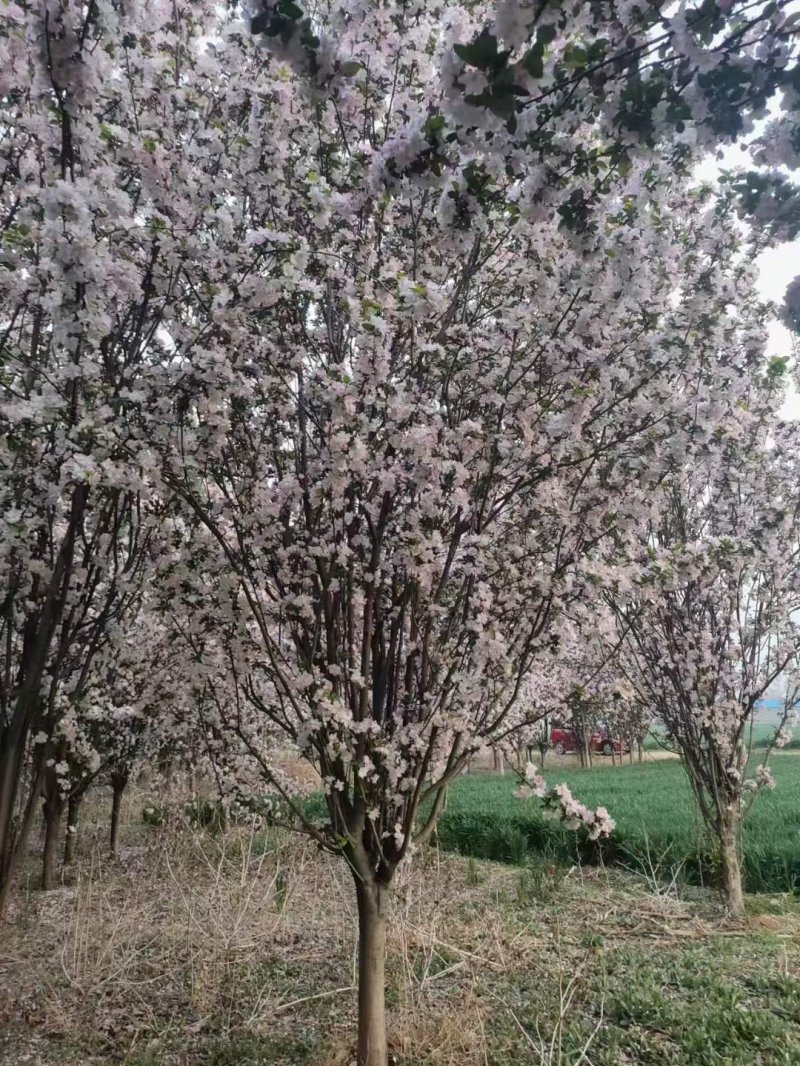 西府海棠春季開(kāi)花