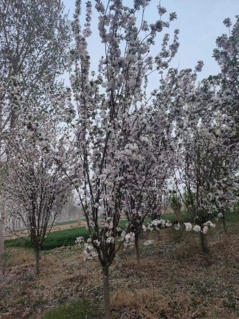 西府海棠春季開(kāi)花