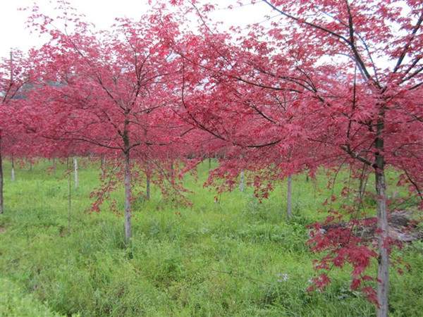 <a href='http://www.njszjj.com/linmuzhongzi/1726.html' target='_blank'>日本紅楓</a>--長景園林