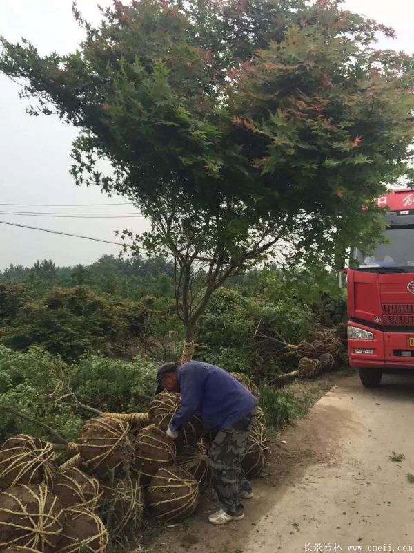 <a href='http://www.njszjj.com/linmuzhongzi/1711.html' target='_blank'>雞爪槭</a>圖片基地實(shí)拍