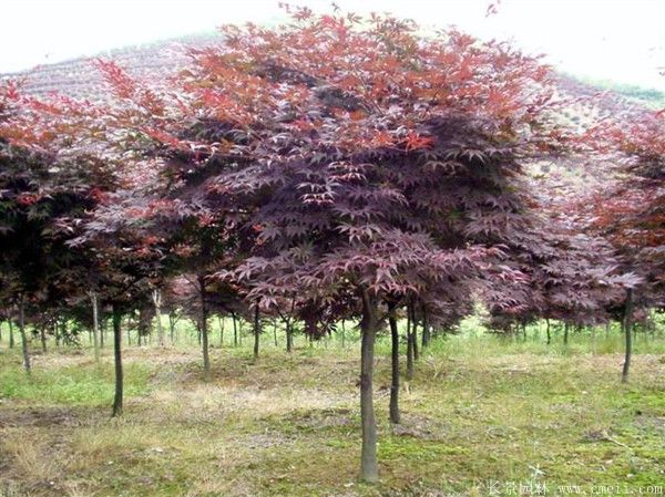 <a href='http://www.njszjj.com/linmuzhongzi/1706.html' target='_blank'>紅楓</a>圖片基地實(shí)拍