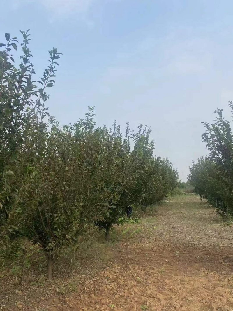 果樹(shù)李子樹(shù)