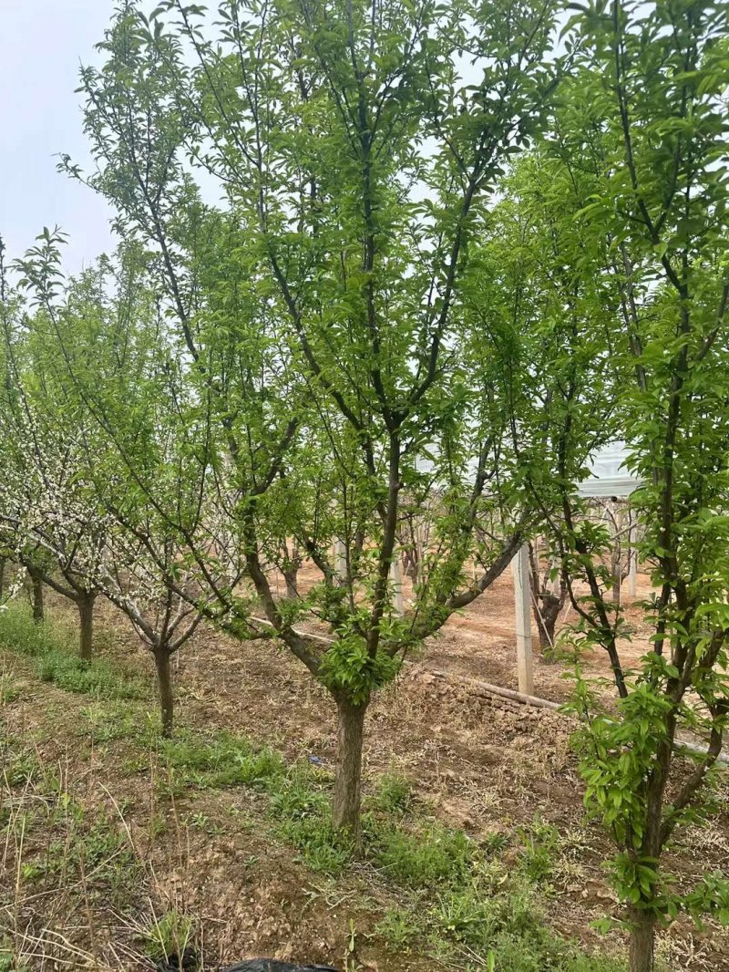 果樹(shù)李子樹(shù)
