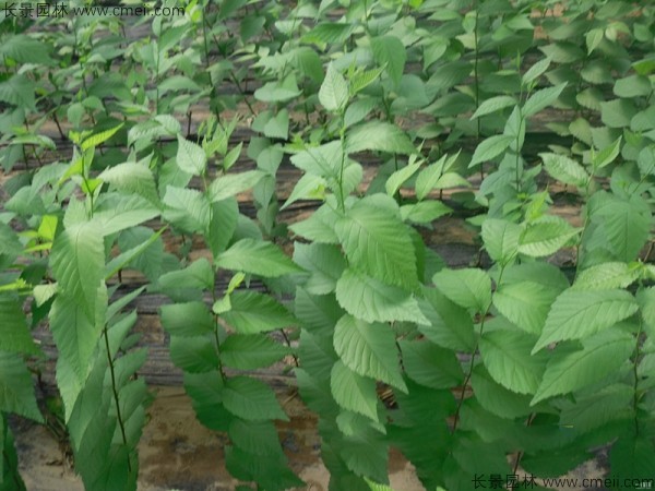 <a href='http://www.njszjj.com/linmuzhongzi/1836.html' target='_blank'>白榆種子</a>發(fā)芽出苗圖片