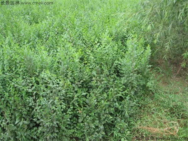 <a href='http://www.njszjj.com/linmuzhongzi/1836.html' target='_blank'>白榆種子</a>發(fā)芽出苗圖片