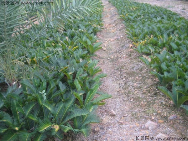 <a href='http://www.njszjj.com/linmuzhongzi/1717.html' target='_blank'>鐵樹種子</a>發(fā)芽出苗圖片