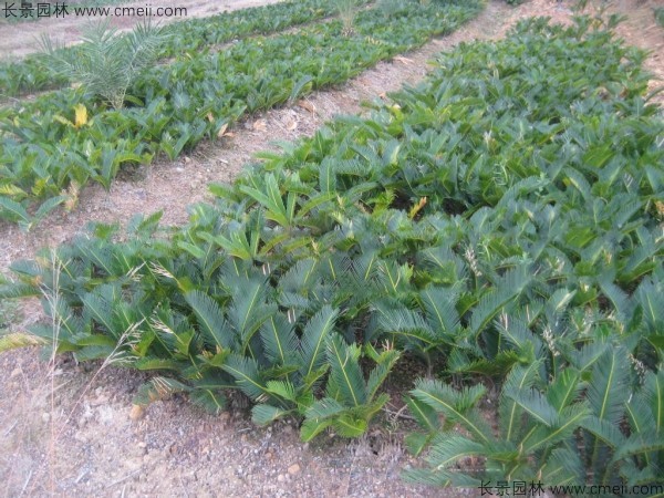 鐵樹<a href='http://www.njszjj.com/' target='_blank'>種子</a>發(fā)芽出苗圖片