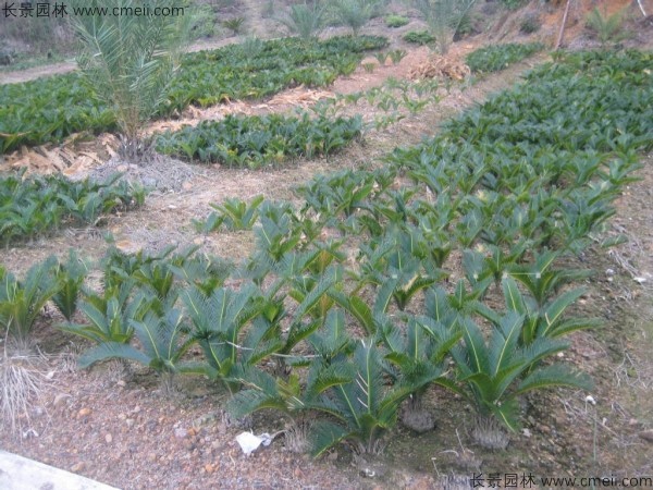 <a href='http://www.njszjj.com/linmuzhongzi/1717.html' target='_blank'>鐵樹種子</a>發(fā)芽出苗圖片