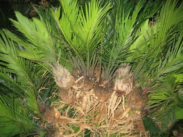鐵樹<a href='http://www.njszjj.com/' target='_blank'>種子</a>發(fā)芽出苗圖片