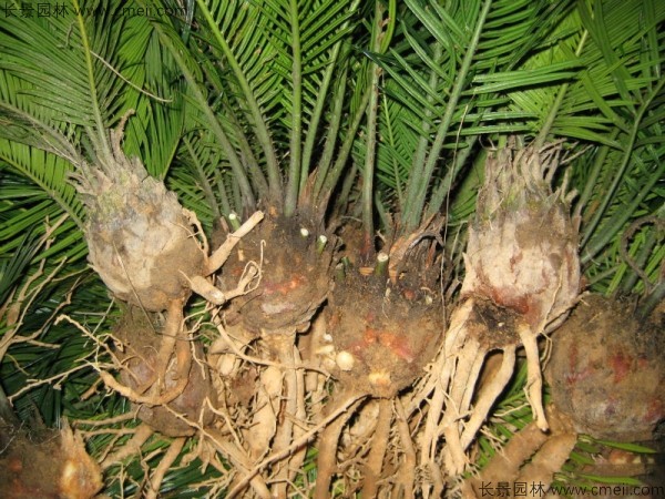 鐵樹<a href='http://www.njszjj.com/' target='_blank'>種子</a>發(fā)芽出苗圖片