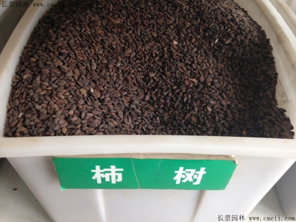<a href='http://www.njszjj.com/guoshuzhongzi/1878.html' target='_blank'>柿樹(shù)種子</a>圖片