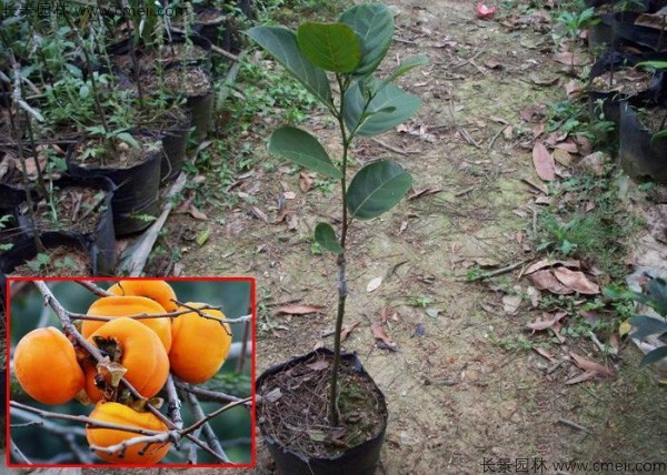 <a href='http://www.njszjj.com/guoshuzhongzi/1878.html' target='_blank'>柿樹(shù)</a>種子發(fā)芽出苗圖片
