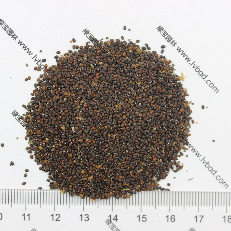 薄荷<a href='http://www.njszjj.com/' target='_blank'>種子</a>