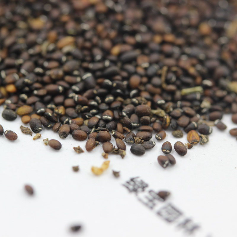 <a href='http://www.njszjj.com/caohuazhongzi/1023.html' target='_blank'>薄荷種子</a>