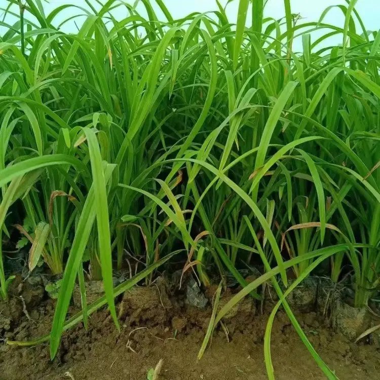 大花<a href='http://www.njszjj.com/caobenzhiwu/3404.html' target='_blank'>萱草</a>杯苗盆栽容器苗