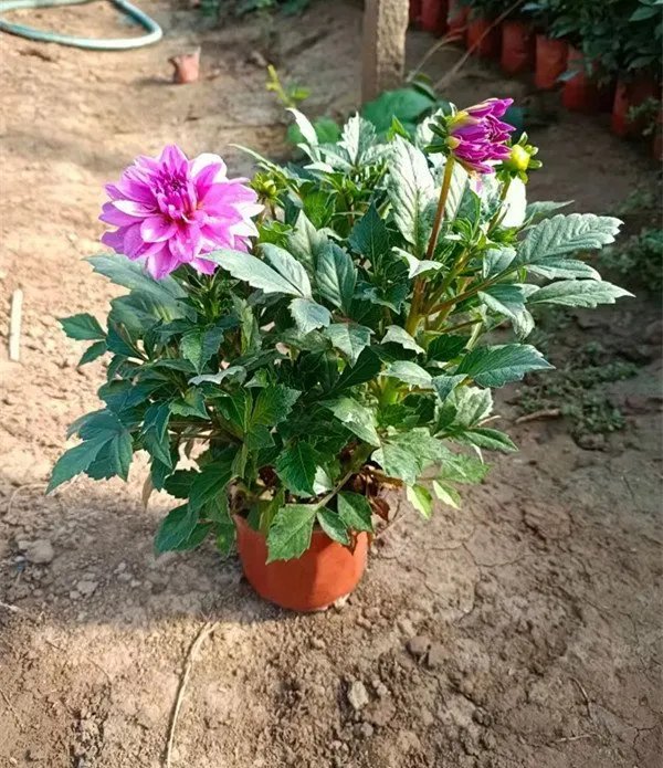 <a href='http://www.njszjj.com/caohuazhongzi/1038.html' target='_blank'>大麗花</a>杯苗容器苗