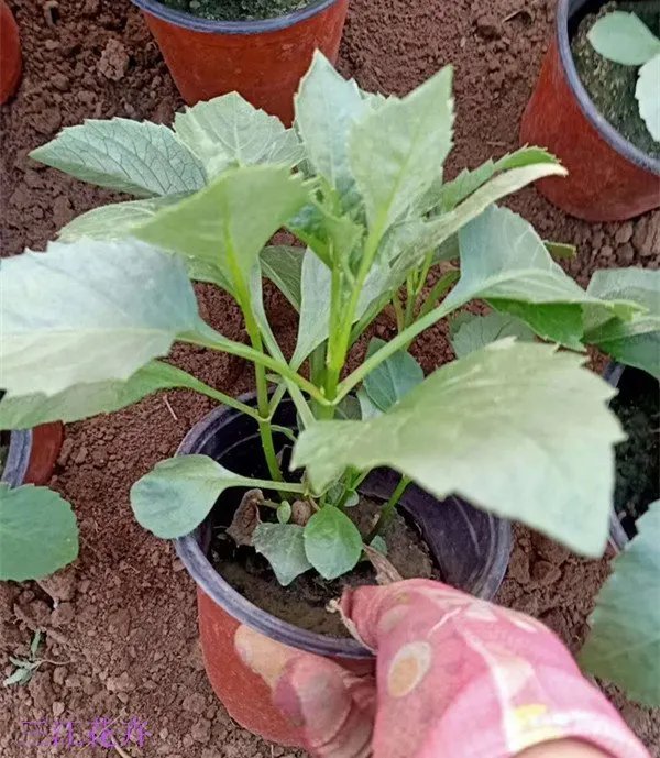 <a href='http://www.njszjj.com/caohuazhongzi/1038.html' target='_blank'>大麗花</a>杯苗容器苗