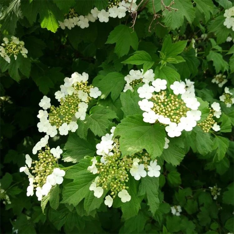 地中海<a href='http://www.njszjj.com/linmuzhongzi/2225.html' target='_blank'>莢蒾</a>容器苗