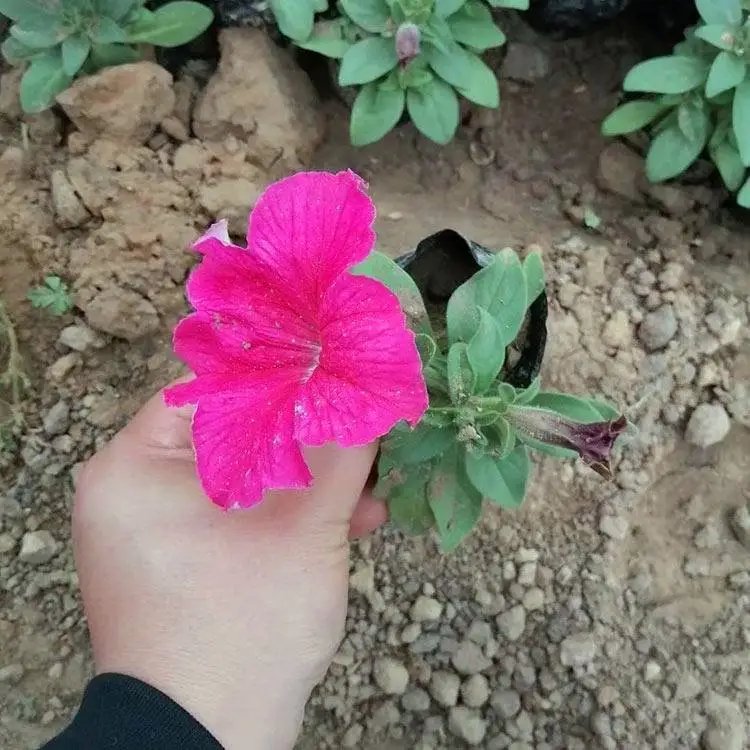 粉色<a href='http://www.njszjj.com/caohuazhongzi/1613.html' target='_blank'>牽?；?/a>杯苗容器苗