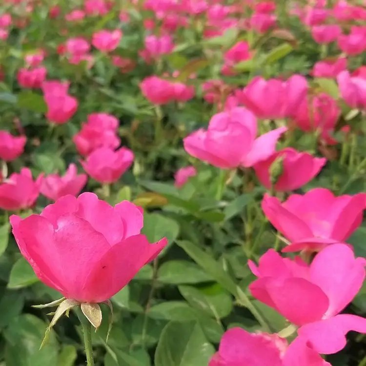 豐花<a href='http://www.njszjj.com/tengbenpanyuanzhiwu/3570.html' target='_blank'>月季</a>杯苗容器苗