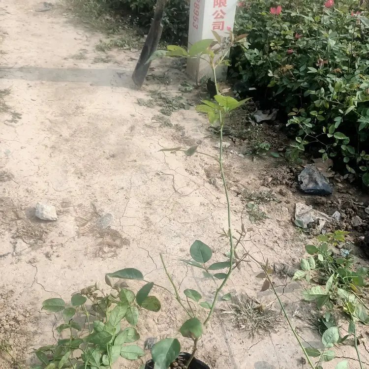 豐花<a href='http://www.njszjj.com/tengbenpanyuanzhiwu/3570.html' target='_blank'>月季</a>杯苗容器苗