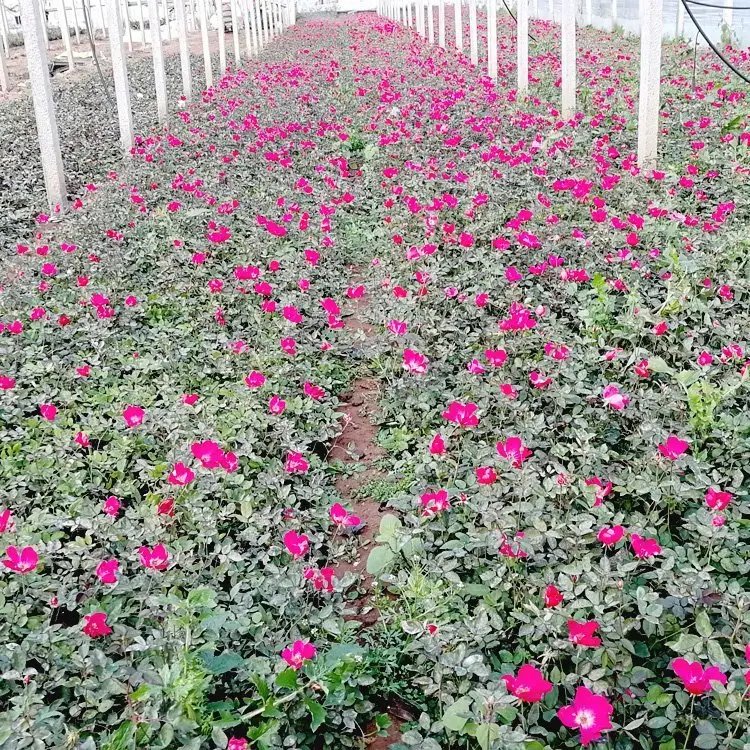 豐花<a href='http://www.njszjj.com/tengbenpanyuanzhiwu/3570.html' target='_blank'>月季</a>杯苗容器苗