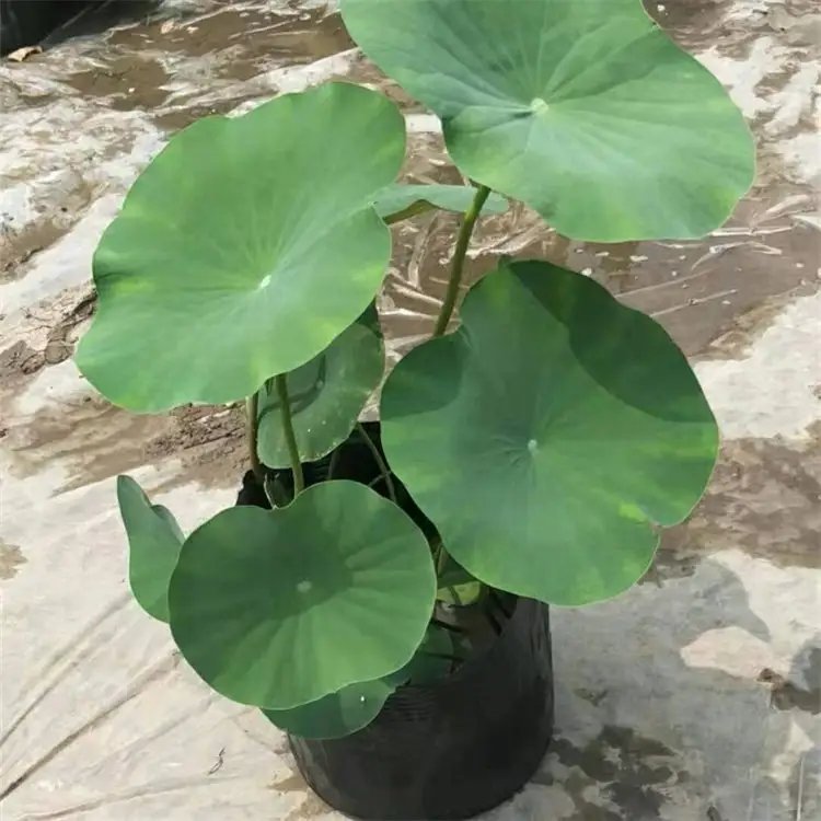 <a href='http://www.njszjj.com/caohuazhongzi/1059.html' target='_blank'>荷花</a>杯苗容器苗