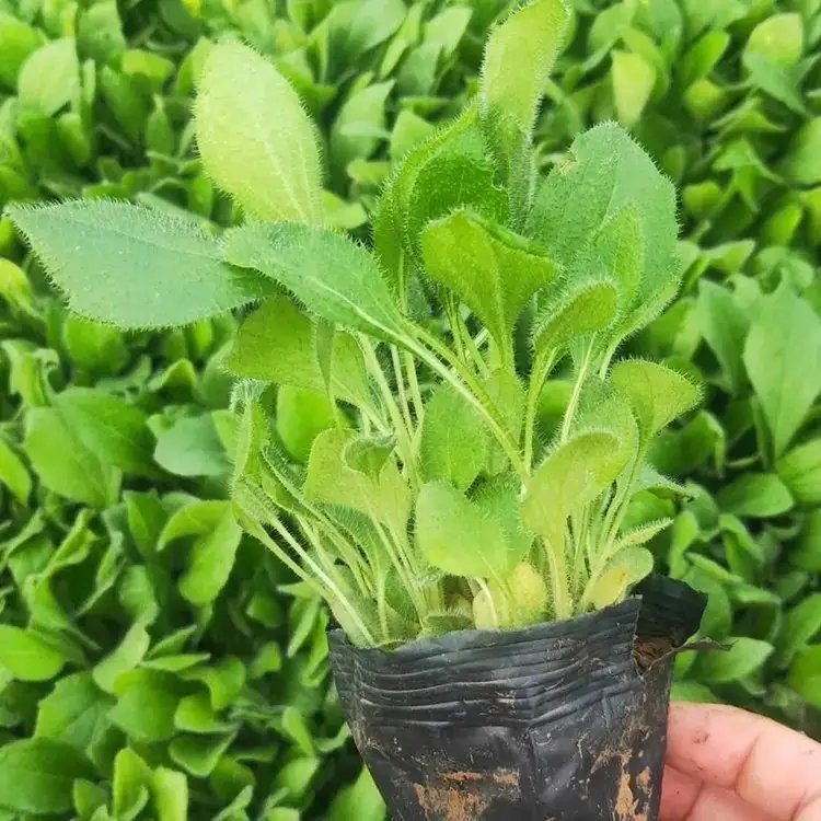 <a href='http://www.njszjj.com/caohuazhongzi/1060.html' target='_blank'>黑心菊</a>杯苗容器苗