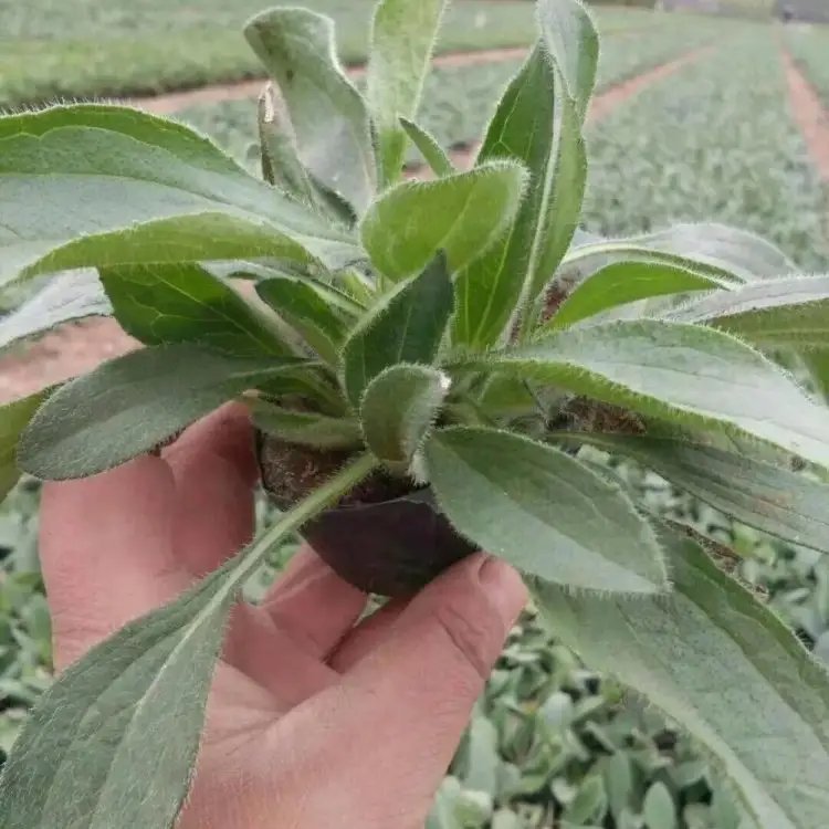 <a href='http://www.njszjj.com/caohuazhongzi/1060.html' target='_blank'>黑心菊</a>杯苗容器苗