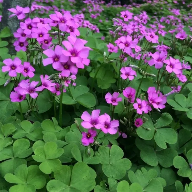 <a href='http://www.njszjj.com/yaocaizhongzi/2335.html' target='_blank'>紅花</a>酢漿草杯苗容器苗