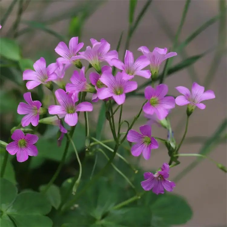<a href='http://www.njszjj.com/yaocaizhongzi/2335.html' target='_blank'>紅花</a>酢漿草杯苗容器苗