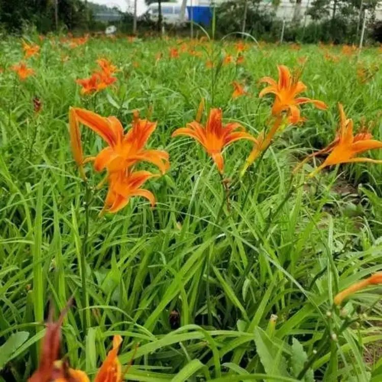鴻運(yùn)萱草杯苗容器苗