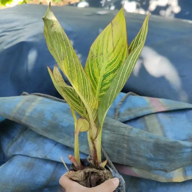 花葉<a href='http://www.njszjj.com/caohuazhongzi/1601.html' target='_blank'>美人蕉</a>杯苗容器苗