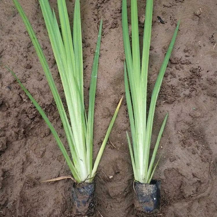 黃<a href='http://www.njszjj.com/caohuazhongzi/1029.html' target='_blank'>菖蒲</a>杯苗容器苗