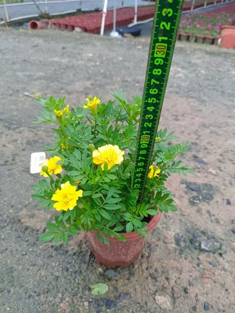 黃色<a href='http://www.njszjj.com/caohuazhongzi/1575.html' target='_blank'>孔雀草</a>杯苗容器苗