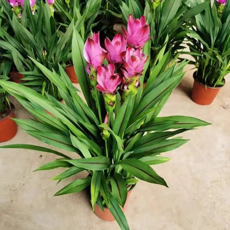 姜<a href='http://www.njszjj.com/caohuazhongzi/1059.html' target='_blank'>荷花</a>杯苗容器苗