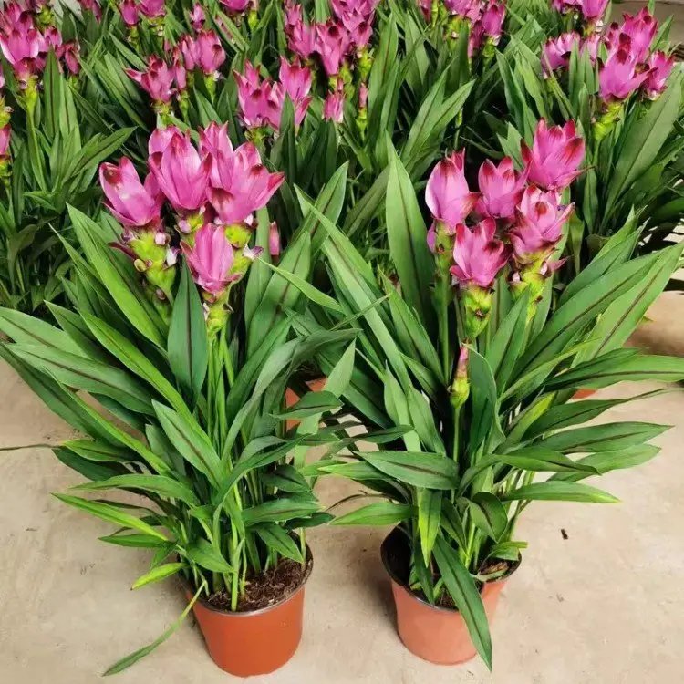 姜<a href='http://www.njszjj.com/caohuazhongzi/1059.html' target='_blank'>荷花</a>杯苗容器苗